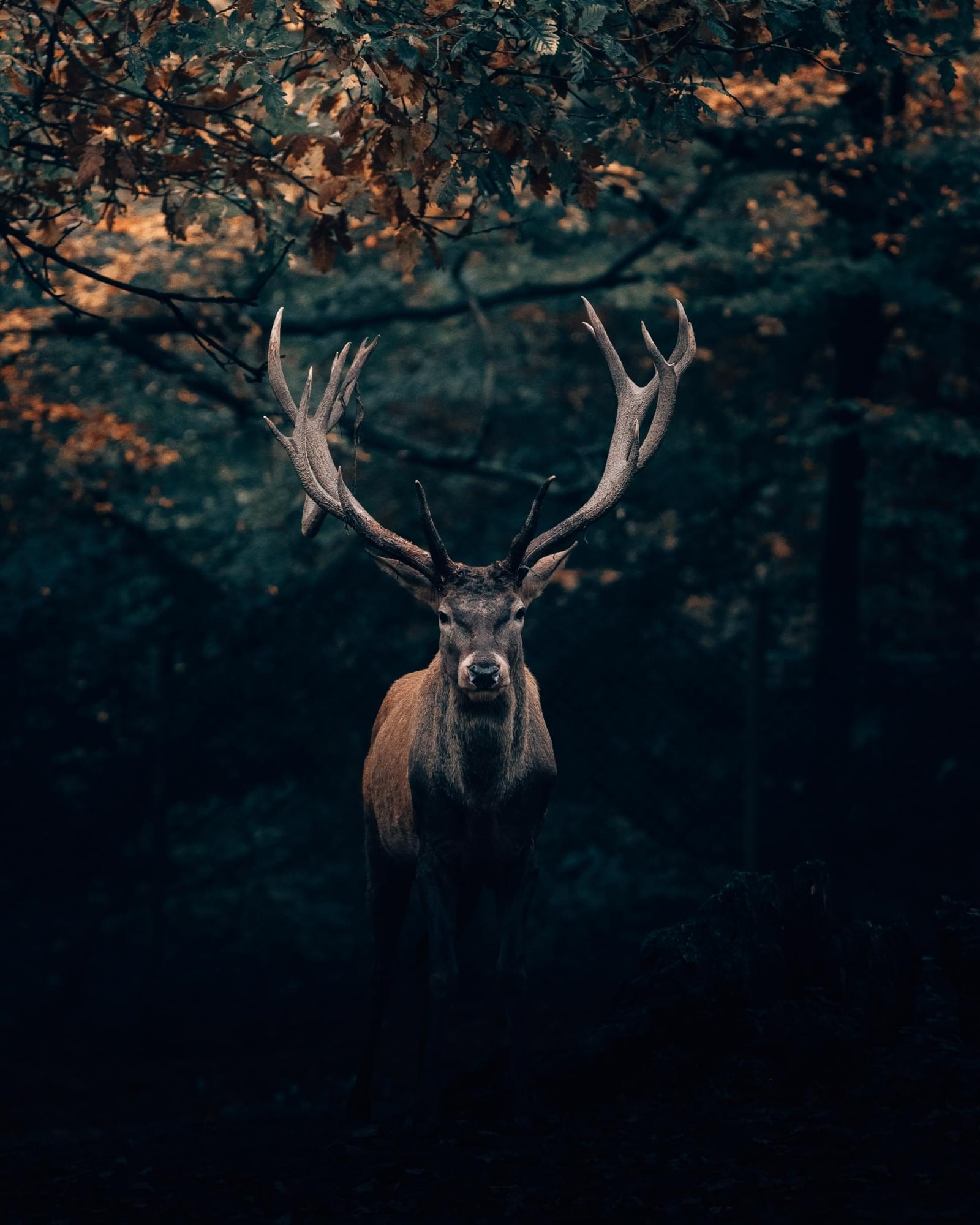 animal