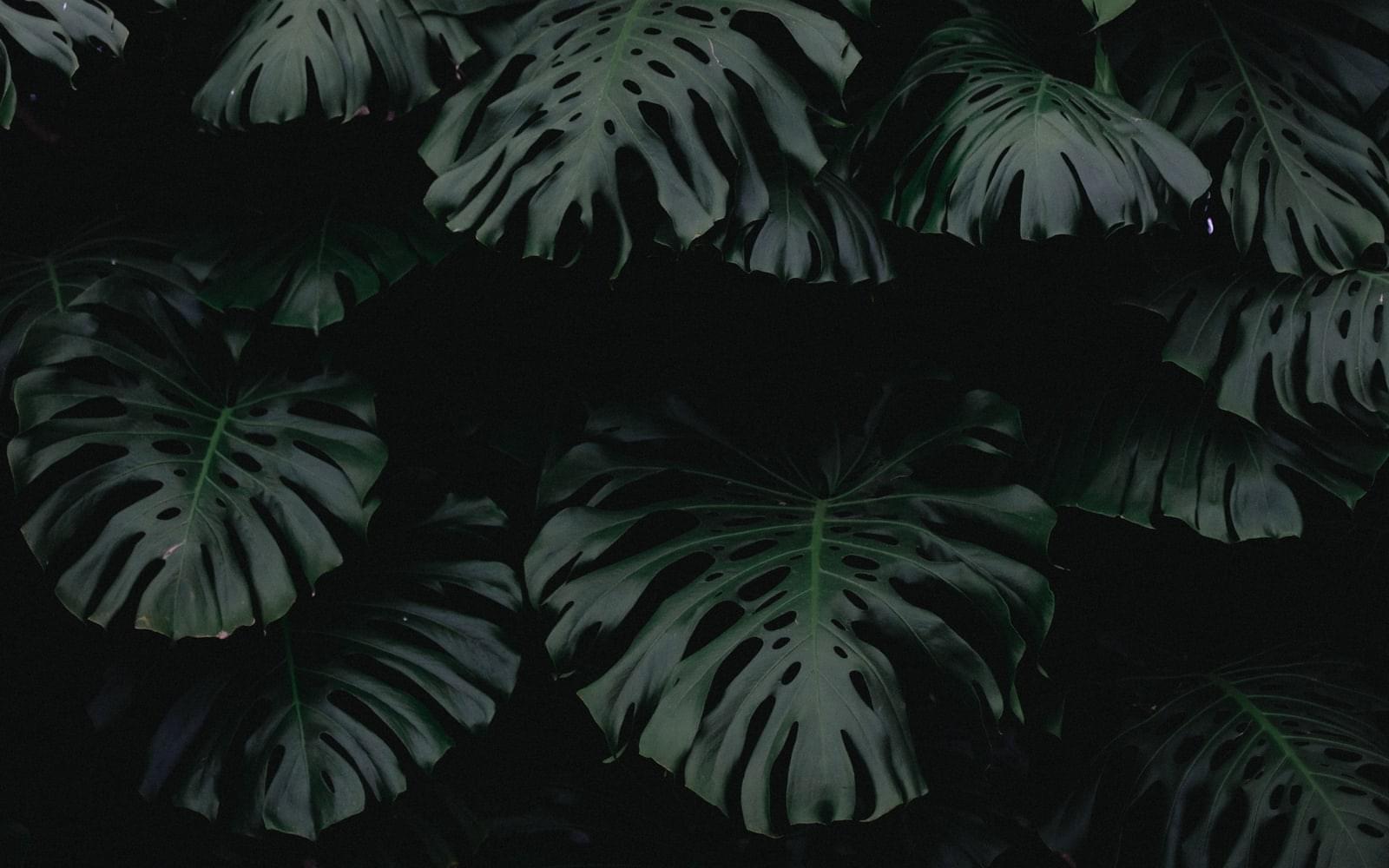 leafs
